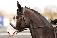 Bridle No. N/K B