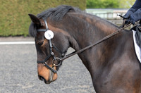 Bridle No.6
