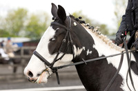 Bridle No.16