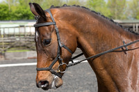 Bridle No.19