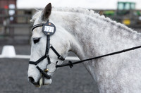 Bridle No.21