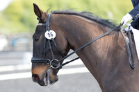 Bridle No.96