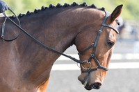 Bridle No.102