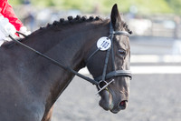 Bridle No.103