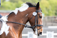 Bridle No.81