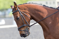 Bridle No.4