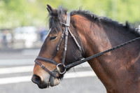 Bridle No.92