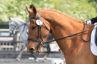 Bridle No.2