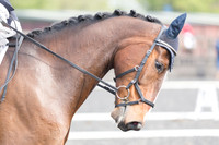 Bridle No.30