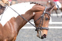 Bridle No.53