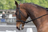 Bridle No.8