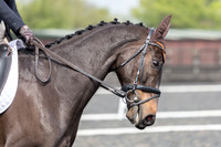 Bridle No.12