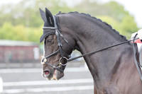 Bridle No.46