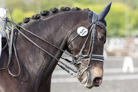 Bridle No.51