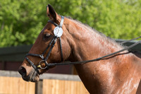 Bridle No.7