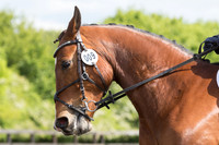 Bridle No.9