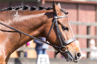 Bridle No.2