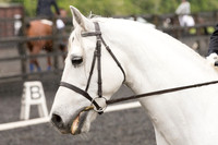 Bridle No.10