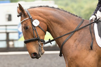 Bridle No.50