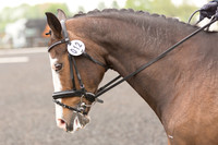 Bridle No.12