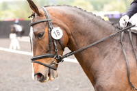 Bridle No.16