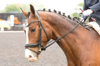Bridle No.4