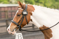 Bridle No.5