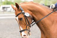 Bridle No.27