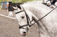 Bridle No.31