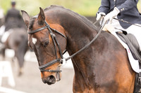 Bridle No.29
