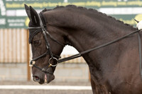 Bridle No.37