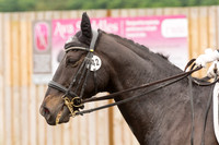 Bridle No.42