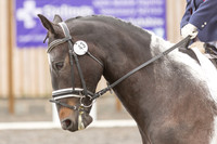 Bridle No.43