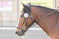 Bridle No.27