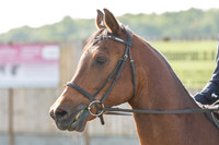 Bridle No.25