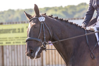 Bridle No.31