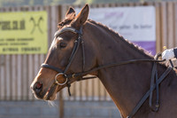 Bridle No.36