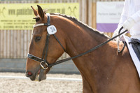Bridle No.34