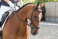 Bridle No.53