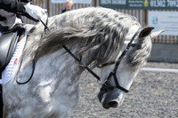 Bridle No.54