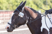 Bridle No.24
