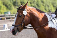 Bridle No.19
