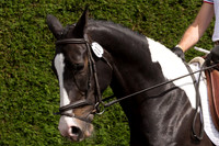 Bridle No.7
