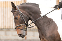 Bridle No.19