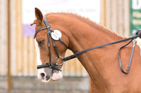 Bridle No.51