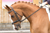 Bridle No.40