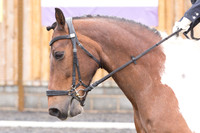 Bridle No.28