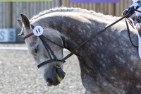 Bridle No.50