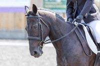 Bridle No.3