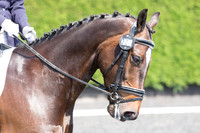 Bridle No.37
